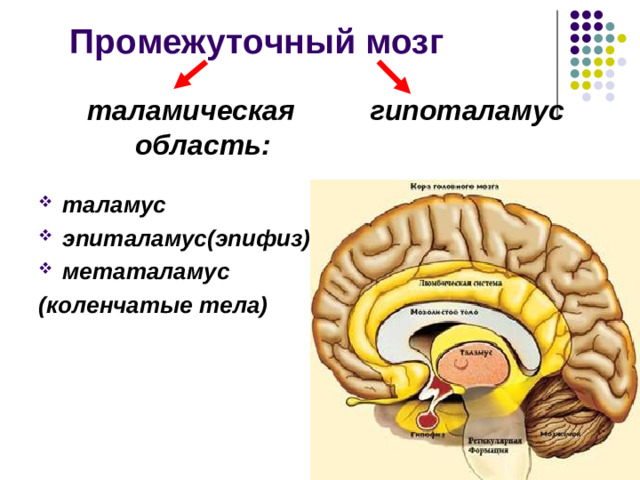 Триада Лючиани ТРИАДА ШАРКО Нистагм Инерционный тремор Скандированная  речь