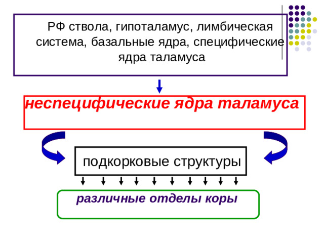 Классификация ядер таламуса (функционально):