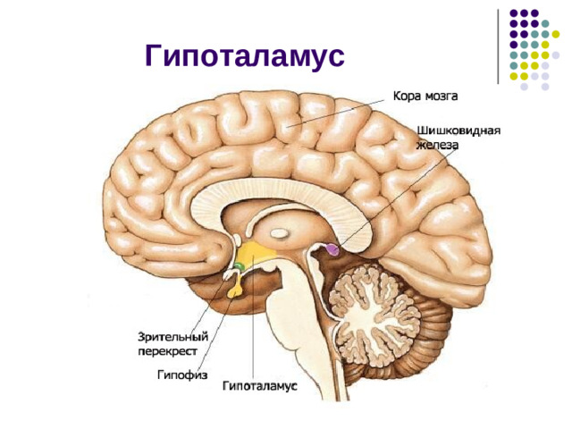 Функции таламуса: