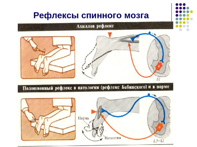 Коленный рефлекс