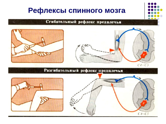 Рефлексы спинного мозга