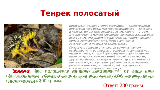 Тенрек полосатый Бесхвостый тенрек (Tenrec ecaudatus) — единственный вид отдельного рода. Местное название его — тэндрека и кэлора. Длина тела около 30-35 см, хвоста — 1-2 см. Это достаточно маленькое животное максимальный рост всего 16 см. Это эндемик Мадагаскара, напоминающий помесь землеройки и ежа. Морда длинная и заостренная, а на шерсти видны шипы. Полосатые тенреки отличаются двумя основными особенностями: во-первых, это довольно длинный нос черного цвета, который длиннее, чем у других мелких насекомоядных, включая ежей, мышей и землероек; другая особенность - шерсть черного цвета с желтыми полосами и ярко-желтыми гребнями на позвоночнике, расположенная над головой и действующая как средство самозащиты от хищников. Задача:  Вес полосатого тенрека составляет от веса ежа обыкновенного. Сколько весит тенрек полосатый, если еж в среднем весит 700 грамм.   Ответ: 280 грамм