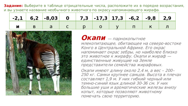 Задание:  Выберите в таблице отрицательные числа, расположите их в порядке возрастания, и вы узнаете название необычного животного по окрасу напоминающего жирафа. -2,1 6,2 и в -8,03 0 а с 7,3 -17,3 р 17,3 о у -6,2 п -9,8 2,9 к л Окапи — парнокопытное млекопитающее, обитающее на северо-востоке Конго в Центральной Африке. Его окрас напоминает окрас зебры, но наиболее близко это животное к жирафу. Окапи и жираф — единственные живущие на Земле представители семейства жирафовых. Окапи имеют длину около 2,4 м, а вес – 200–250 кг. Самки крупнее самцов. Высота в плечах составляет 1,9 м. У них гибкий черный или темно-синий язык длиной 30-36 см. У них большие уши и ароматические железы внизу копыт, которые позволяют животному помечать свою территорию.