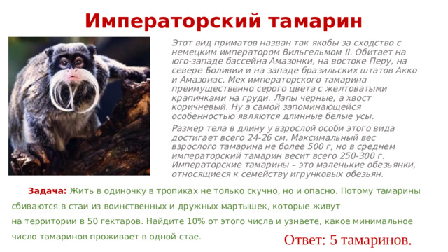 Императорский тамарин Этот вид приматов назван так якобы за сходство с немецким императором Вильгельмом II. Обитает на юго-западе бассейна Амазонки, на востоке Перу, на севере Боливии и на западе бразильских штатов Акко и Амазонас. Мех императорского тамарина преимущественно серого цвета с желтоватыми крапинками на груди. Лапы черные, а хвост коричневый. Ну а самой запоминающейся особенностью являются длинные белые усы. Размер тела в длину у взрослой особи этого вида достигает всего 24-26 см. Максимальный вес взрослого тамарина не более 500 г, но в среднем императорский тамарин весит всего 250-300 г. Императорские тамарины – это маленькие обезьянки, относящиеся к семейству игрунковых обезьян. Задача:  Жить в одиночку в тропиках не только скучно, но и опасно. Потому тамарины сбиваются в стаи из воинственных и дружных мартышек, которые живут на территории в 50 гектаров. Найдите 10% от этого числа и узнаете, какое минимальное число тамаринов проживает в одной стае. Ответ: 5 тамаринов.