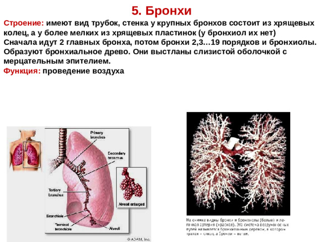 5. Бронхи Строение:  имеют вид трубок, стенка у крупных бронхов состоит из хрящевых колец, а у более мелких из хрящевых пластинок (у бронхиол их нет)  Сначала идут 2 главных бронха, потом бронхи 2,3…19 порядков и бронхиолы. Образуют бронхиальное древо. Они выстланы слизистой оболочкой с мерцательным эпителием. Функция: проведение воздуха