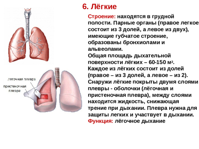 6. Лёгкие Строение: находятся в грудной полости. Парные органы (правое легкое состоит из 3 долей, а левое из двух), имеющие губчатое строение, образованы бронхиолами и альвеолами. Общая площадь дыхательной поверхности лёгких – 60-150 м 2 . Каждое из лёгких состоит из долей (правое – из 3 долей, а левое – из 2). Снаружи лёгкие покрыты двумя слоями плевры - оболочки (лёгочная и пристеночная плевра), между слоями находится жидкость, снижающая трение при дыхании. Плевра нужна для защиты легких и участвует в дыхании. Функция:  лёгочное дыхание