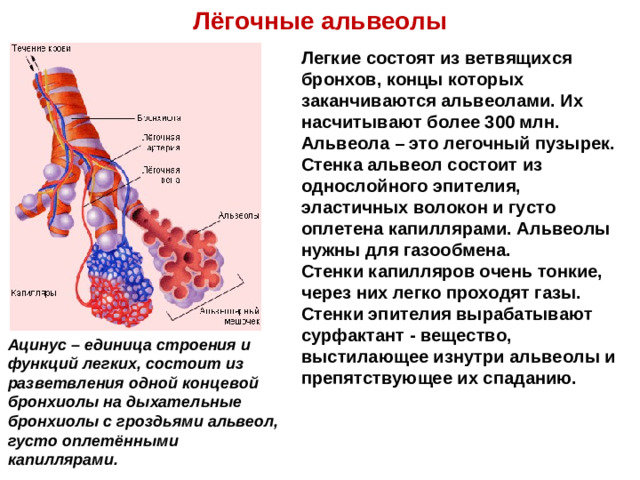 Лёгочные альвеолы Легкие состоят из ветвящихся бронхов, концы которых заканчиваются альвеолами. Их насчитывают более 300 млн. Альвеола – это легочный пузырек. Стенка альвеол состоит из однослойного эпителия, эластичных волокон и густо оплетена капиллярами. Альвеолы нужны для газообмена. Стенки капилляров очень тонкие, через них легко проходят газы. Стенки эпителия вырабатывают сурфактант - вещество, выстилающее изнутри альвеолы и препятствующее их спаданию.  Ацинус – единица строения и функций легких, состоит из разветвления одной концевой бронхиолы на дыхательные бронхиолы с гроздьями альвеол, густо оплетёнными капиллярами.