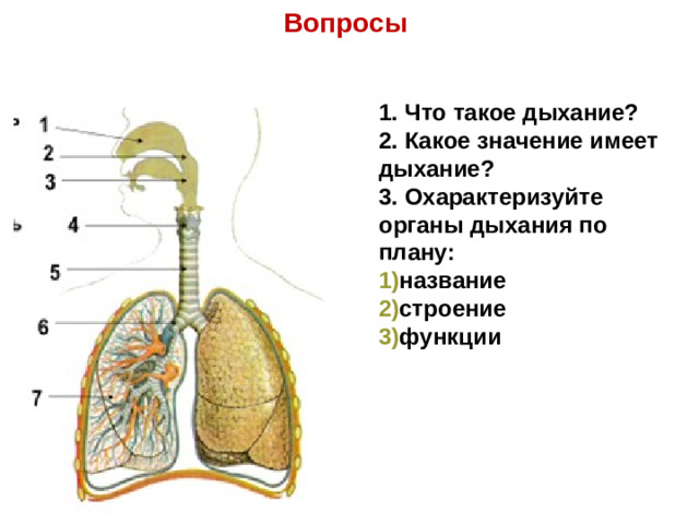 Вопросы 1. Что такое дыхание? 2. Какое значение имеет дыхание? 3. Охарактеризуйте органы дыхания по плану: