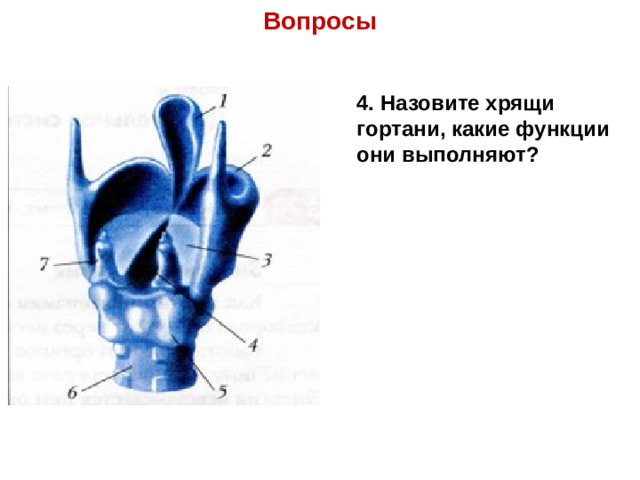 Вопросы 4. Назовите хрящи гортани, какие функции они выполняют?