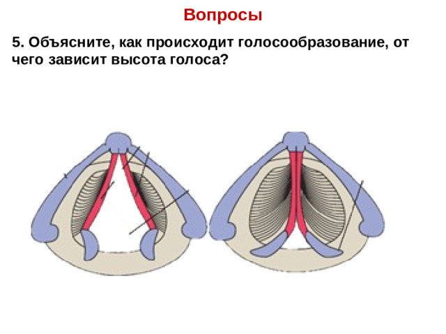 Вопросы 5. Объясните, как происходит голосообразование, от чего зависит высота голоса?