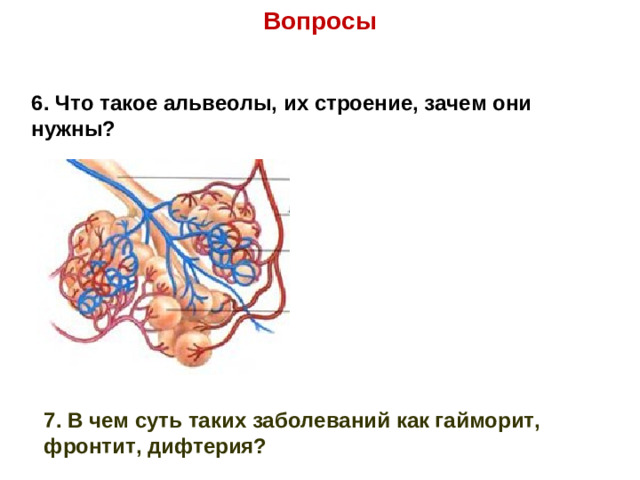 Вопросы 6. Что такое альвеолы, их строение, зачем они нужны? 7. В чем суть таких заболеваний как гайморит, фронтит, дифтерия?