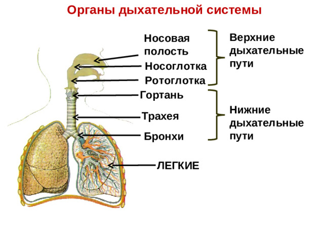 Органы дыхательной системы Верхние дыхательные пути Носовая полость  Носоглотка Ротоглотка Гортань Нижние дыхательные пути Трахея Бронхи ЛЕГКИЕ