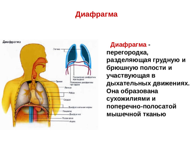 Диафрагма Диафрагма - перегородка, разделяющая грудную и брюшную полости и участвующая в дыхательных движениях. Она образована сухожилиями и поперечно-полосатой мышечной тканью