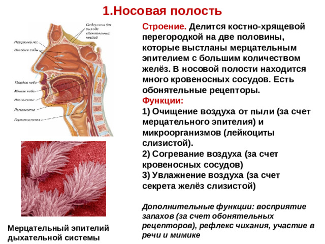 1.Носовая полость Строение. Делится костно-хрящевой перегородкой на две половины, которые выстланы мерцательным эпителием с большим количеством желёз. В носовой полости находится много кровеносных сосудов. Есть обонятельные рецепторы. Функции: 1) Очищение воздуха от пыли (за счет мерцательного эпителия) и микроорганизмов (лейкоциты слизистой). 2) Согревание воздуха (за счет кровеносных сосудов) 3) Увлажнение воздуха (за счет секрета желёз слизистой) Дополнительные функции: восприятие запахов (за счет обонятельных рецепторов), рефлекс чихания, участие в речи и мимике Мерцательный эпителий дыхательной системы