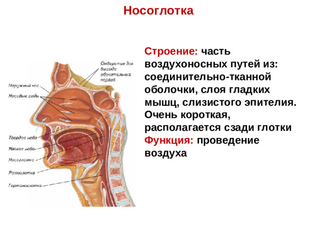 Носоглотка Строение: часть воздухоносных путей из: соединительно-тканной оболочки, слоя гладких мышц, слизистого эпителия. Очень короткая, располагается сзади глотки Функция: проведение воздуха