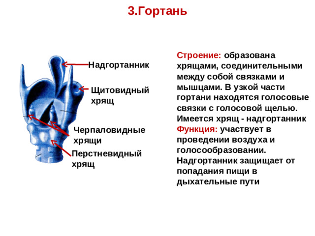 3.Гортань Строение: образована хрящами, соединительными между собой связками и мышцами. В узкой части гортани находятся голосовые связки с голосовой щелью. Имеется хрящ ‑ надгортанник Функция:  участвует в проведении воздуха и голосообразовании. Надгортанник защищает от попадания пищи в дыхательные пути Надгортанник Щитовидный хрящ Черпаловидные хрящи Перстневидный хрящ