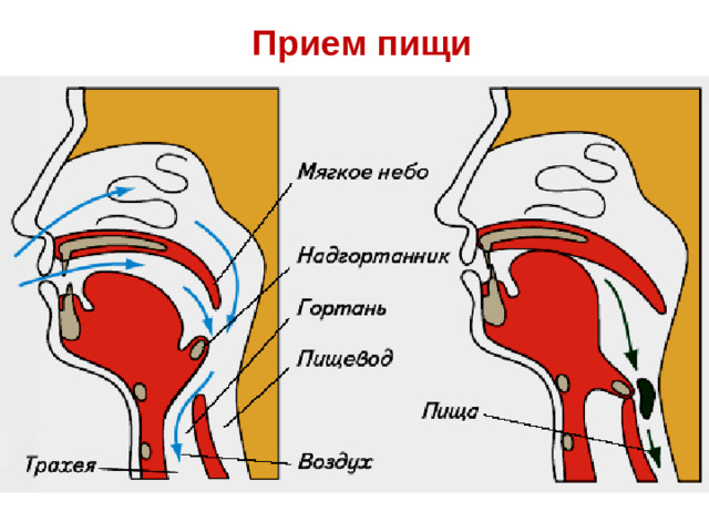 Прием пищи