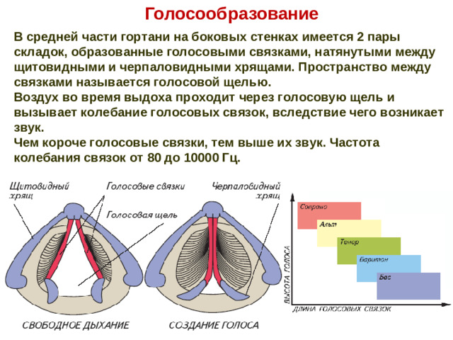 Голосообразование В средней части гортани на боковых стенках имеется 2 пары складок, образованные голосовыми связками, натянутыми между щитовидными и черпаловидными хрящами. Пространство между связками называется голосовой щелью. Воздух во время выдоха проходит через голосовую щель и вызывает колебание голосовых связок, вследствие чего возникает звук. Чем короче голосовые связки, тем выше их звук. Частота колебания связок от 80 до 10000 Гц.