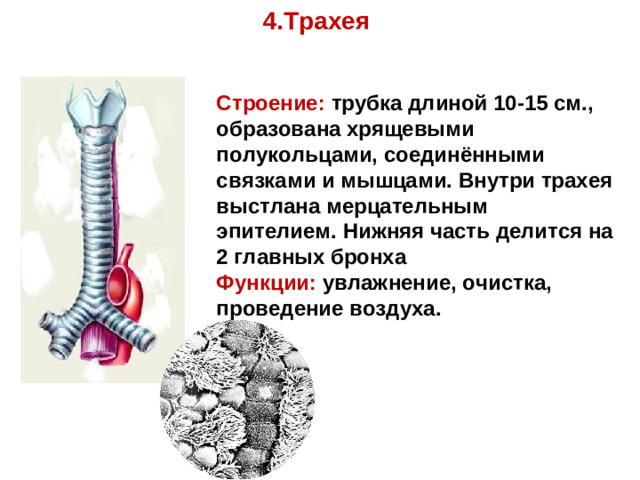 4.Трахея Строение: трубка длиной 10-15 см., образована хрящевыми полукольцами, соединёнными связками и мышцами. Внутри трахея выстлана мерцательным эпителием. Нижняя часть делится на 2 главных бронха Функции: увлажнение, очистка, проведение воздуха.