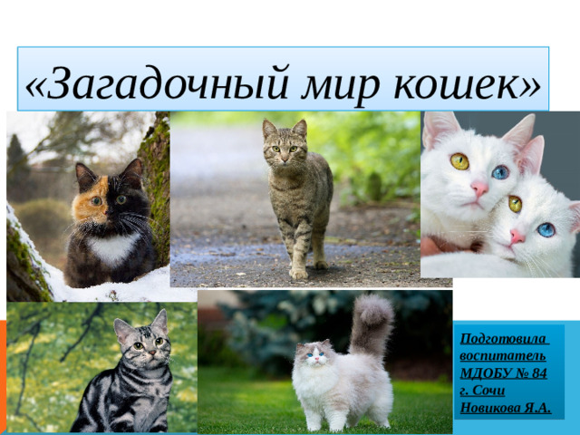 «Загадочный мир кошек» Подготовила воспитатель МДОБУ № 84 г. Сочи Новикова Я.А.