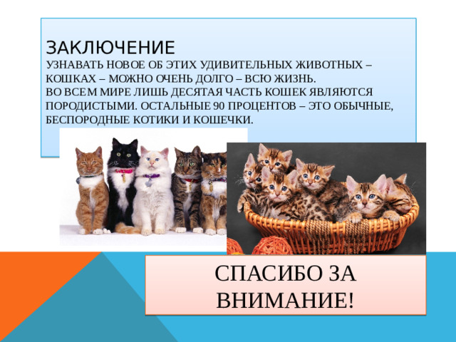 ЗаКЛЮЧЕНИЕ  узнавать новое об этих удивительных животных – кошках – можно очень долго – всю жизнь.  Во всем мире лишь десятая часть кошек являются породистыми. Остальные 90 процентов – это обычные, беспородные котики и кошечки.   СПАСИБО ЗА ВНИМАНИЕ!