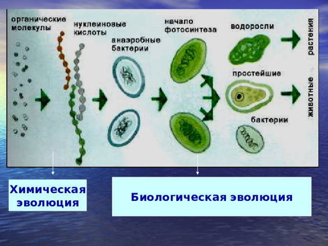 Биологическая эволюция Химическая эволюция