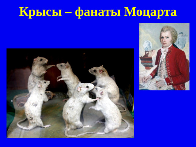 Крысы – фанаты Моцарта