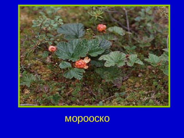 морооско