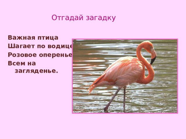 Отгадай загадку Важная птица Шагает по водице. Розовое оперенье – Всем на загляденье.