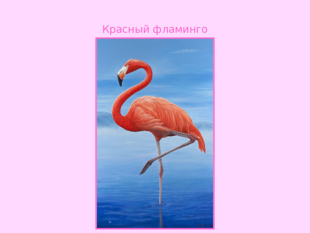 Красный фламинго