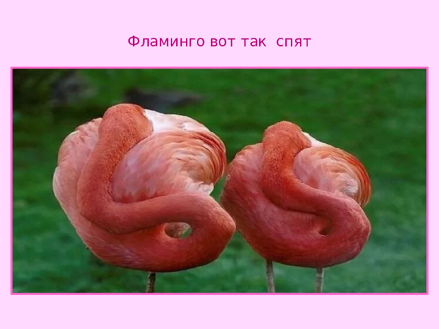 Фламинго вот так спят