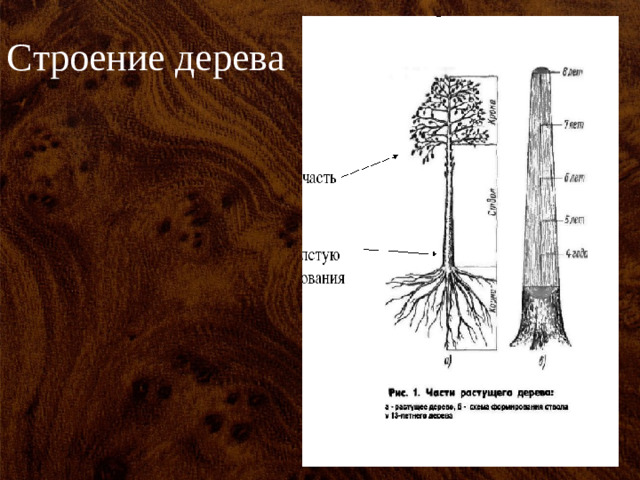 Строение дерева