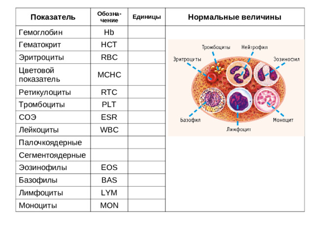 Показатель Обозна - чение Гемоглобин Hb Гематокрит Единицы HCT Нормальные величины Эритроциты RBC Цветовой показатель MCHC Ретикулоциты Тромбоциты RTC PLT СОЭ ESR Лейкоциты WBC Палочкоядерные Сегментоядерные Эозинофилы EOS Базофилы BAS Лимфоциты LYM Моноциты MON
