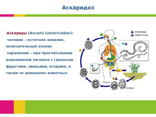 Аскаридоз