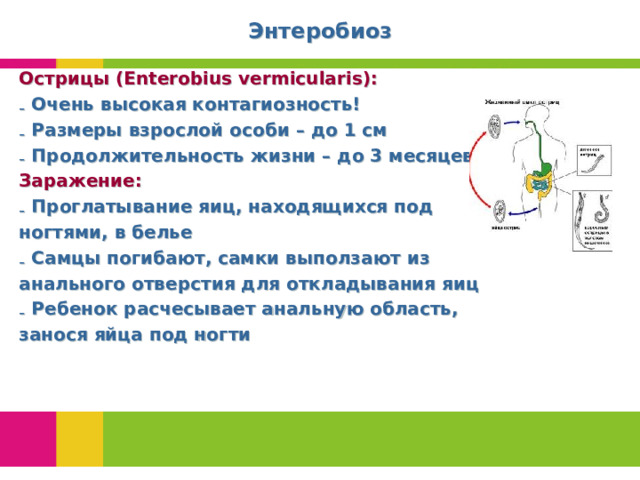 Энтеробиоз Острицы  ( Enterobius vermicularis ):  Очень высокая контагиозность!  Размеры взрослой особи – до 1 см  Продолжительность жизни – до 3 месяцев Заражение: