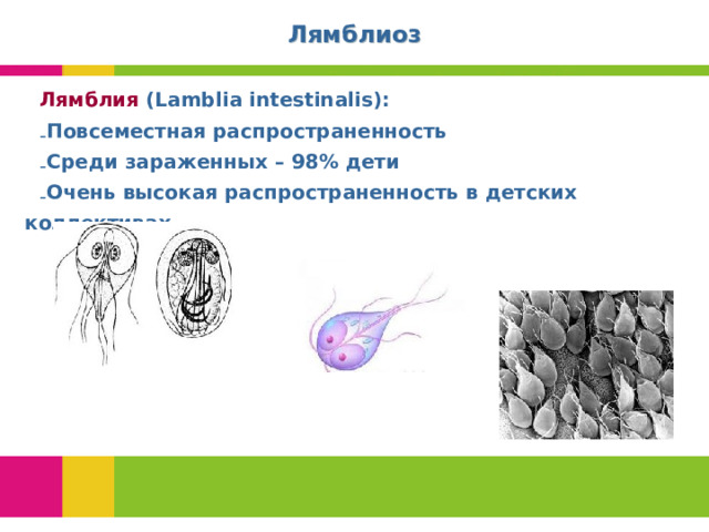 Лямблиоз Лямблия (Lamblia intestinalis): Повсеместная распространенность Среди зараженных – 98% дети Очень высокая распространенность в детских коллективах