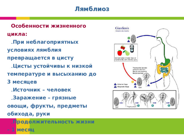 Лямблиоз Особенности жизненного цикла: При неблагоприятных условиях лямблия превращается в цисту Цисты устойчивы к низкой температуре и высыханию до 3 месяцев Источник – человек Заражение – грязные овощи, фрукты, предметы обихода, руки Продолжительность жизни – 1 месяц