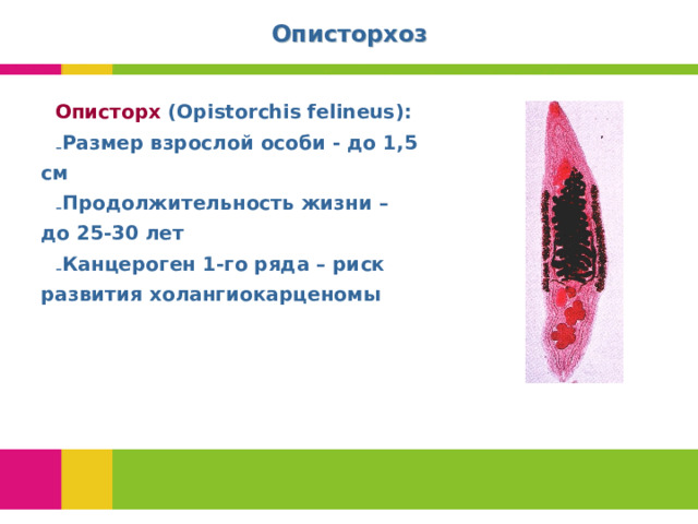 Описторхоз Описторх ( Opistorchis felineus ): Размер взрослой особи - до 1,5 см Продолжительность жизни – до 25-30 лет Канцероген 1-го ряда – риск развития холангиокарценомы