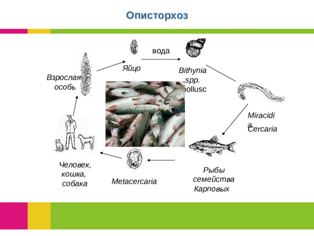 Описторхоз вода Яйцо Bithynia spp. mollusc Взрослая особь Miracidia Cercaria Человек, кошка, собака Рыбы семейства Карповых  Metacercaria