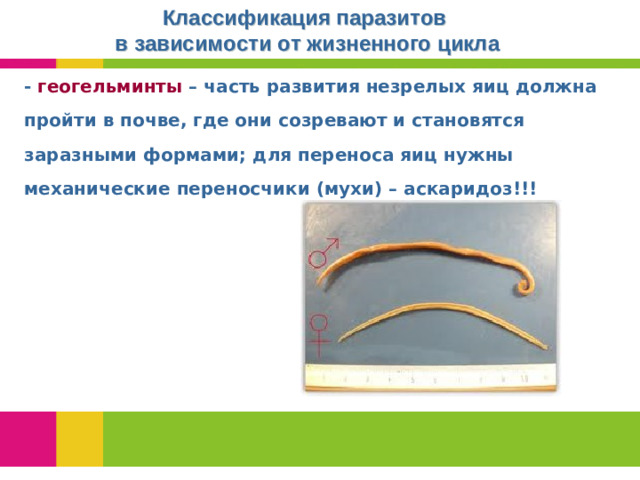 Классификация паразитов в зависимости от жизненного цикла - геогельминты – часть развития незрелых яиц должна пройти в почве, где они созревают и становятся заразными формами; для переноса яиц нужны механические переносчики (мухи) – аскаридоз!!!