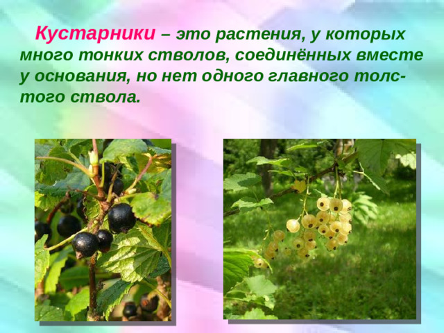 Кустарники  – это растения, у которых много тонких стволов, соединённых вместе у основания, но нет одного главного толс-того ствола.
