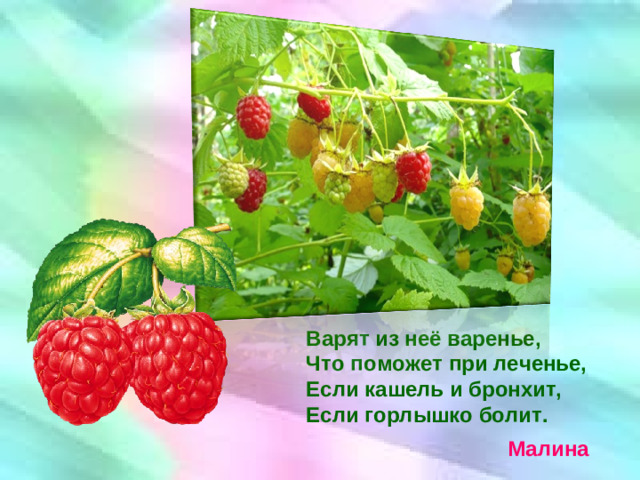 Варят из неё варенье, Что поможет при леченье, Если кашель и бронхит, Если горлышко болит. Малина