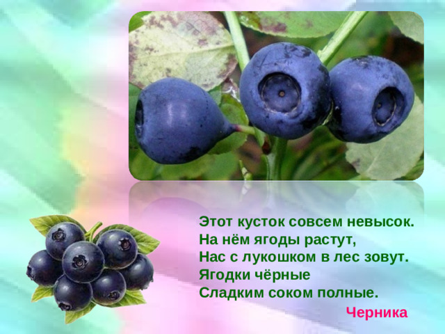 Этот кусток совсем невысок. На нём ягоды растут, Нас с лукошком в лес зовут. Ягодки чёрные Сладким соком полные. Черника