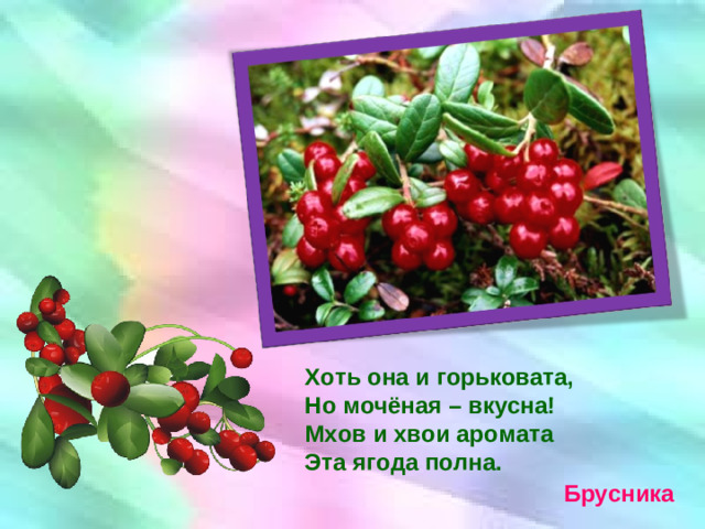 Хоть она и горьковата, Но мочёная – вкусна! Мхов и хвои аромата Эта ягода полна. Брусника