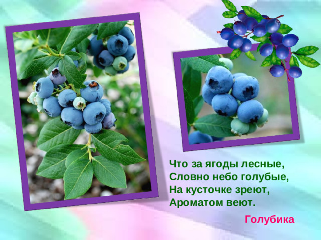 Что за ягоды лесные, Словно небо голубые, На кусточке зреют, Ароматом веют. Голубика