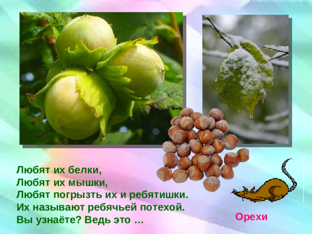 Любят их белки, Любят их мышки, Любят погрызть их и ребятишки. Их называют ребячьей потехой. Вы узнаёте? Ведь это … Орехи