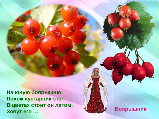 На юную боярышню Похож кустарник этот. В цветах стоит он летом, Зовут его … Боярышник