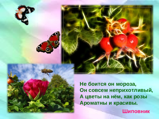 Не боится он мороза, Он совсем неприхотливый, А цветы на нём, как розы Ароматны и красивы. Шиповник