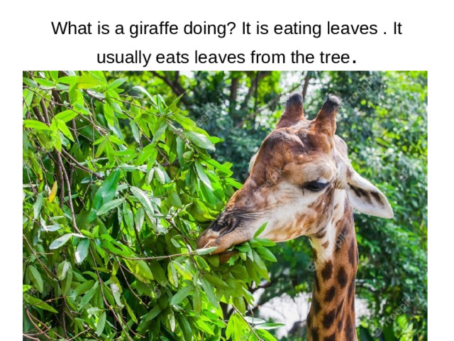 What is a giraffe doing? It is eating leaves . It usually eats leaves from the tree .