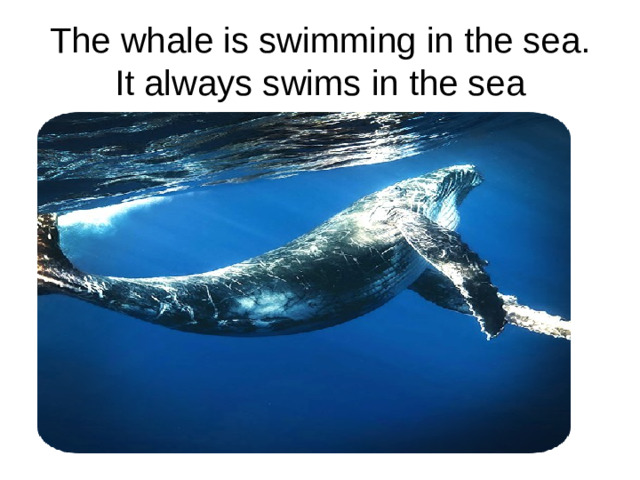 The whale is swimming in the sea. It always swims in the sea